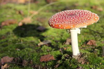 Close-up of mushroom growing on field