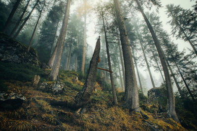 Trees growing in forest