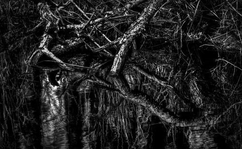 Close-up of dead tree in lake