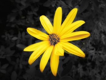 Close-up of yellow flower blooming outdoors