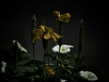 Close-up of flowers