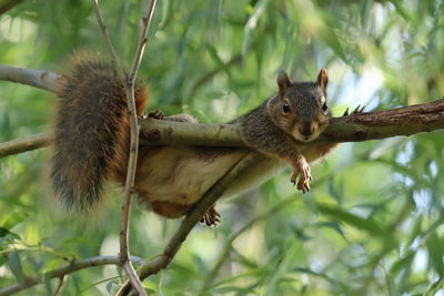 Mr. squirrel just hanging out in the weeping willow