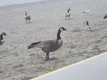 Close-up of birds in water