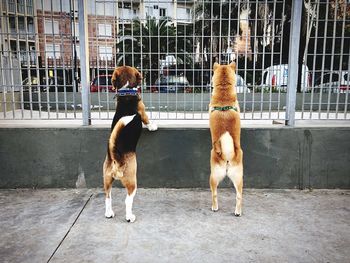 Rear view of two dogs