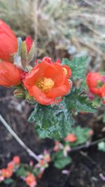 Close-up of red flowers blooming outdoors