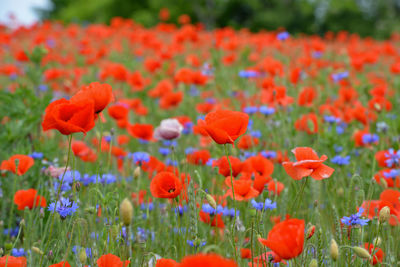 Close-up of red poppy flowers in field