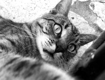 Close-up portrait of cat relaxing outdoors