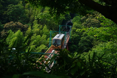 Panoramic shot of trees in forest