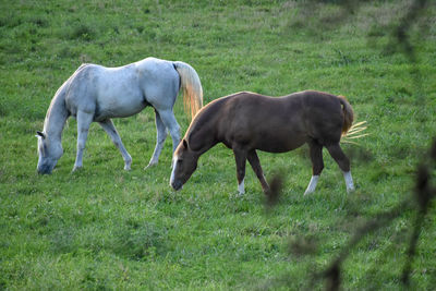 Horses grazing in a field