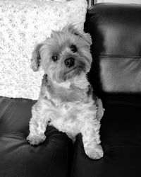 Portrait of dog sitting on sofa at home