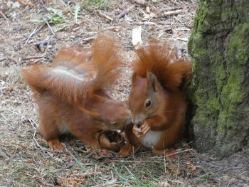 Squirrel on field