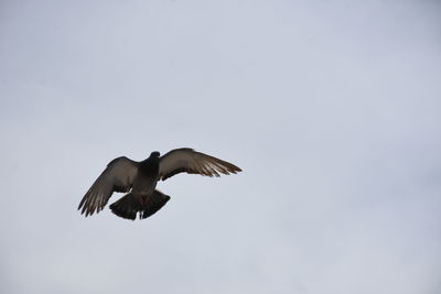 Low angle view of seagull flying in sky