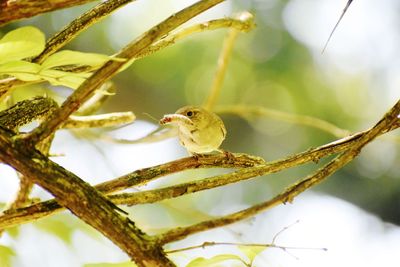 Close-up of bird perching on branch