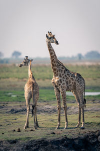 Giraffes on field