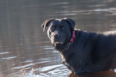 Portrait of dog in lake