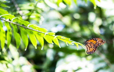 Close-up of butterfly perching on leaf