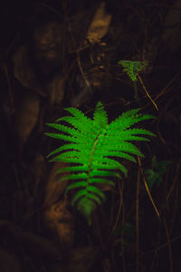 High angle view of plant growing on field