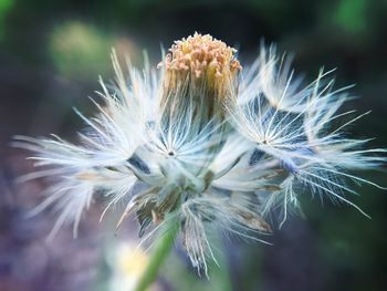 Close-up of flower growing outdoors