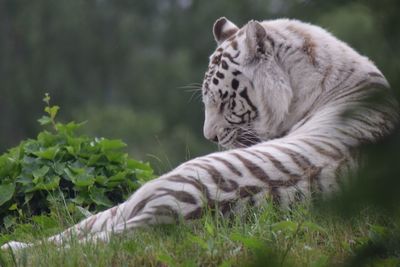 Close-up of tiger relaxing on grass