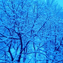 Low angle view of bare trees against blue sky