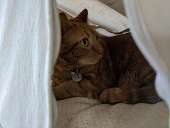 Close-up of cat at home