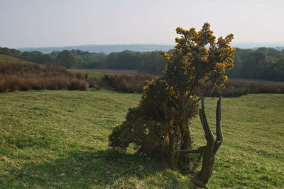 Tree on field against sky