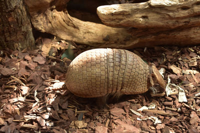 Segmented scales on the back of an armadillo in the wild.