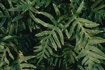 Full frame shot of green leaves