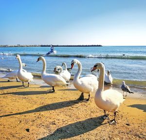 Seagulls on beach against clear sky