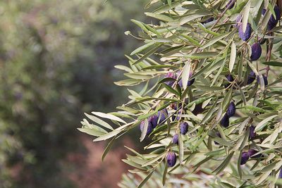plant