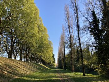 Trees in park