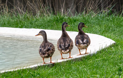 Trio of ducks all in a row by a cement lined pond