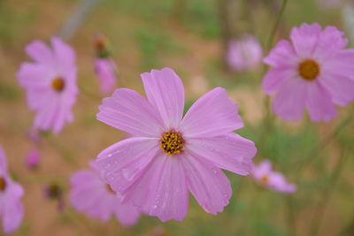 Close-up of pink cosmos flowers