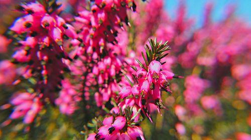 Close-up of pink flowers