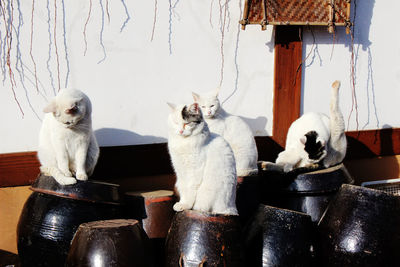 Cats sitting on containers against wall
