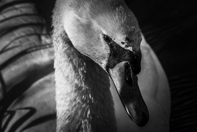 Portrait of white swan in black and white 