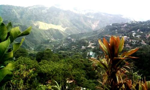 Close-up of a plant against mountain range