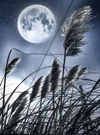 Low angle view of plants against sky