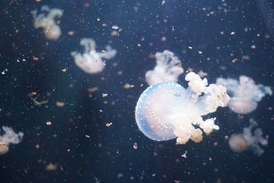 Close-up of jellyfish swimming in sea