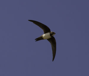 Low angle view of seagull flying against clear sky