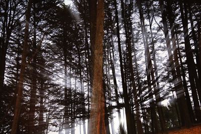 Low angle view of trees in forest