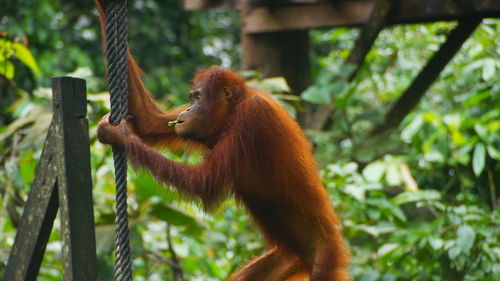 Orangutan in a forest