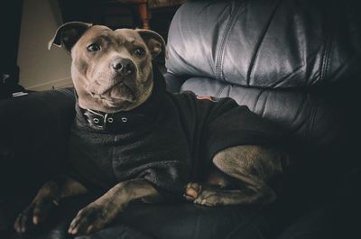 Portrait of a dog resting on sofa