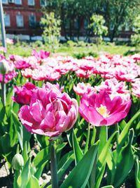 Close-up of pink tulips