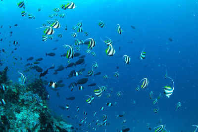 View of fishes in sea