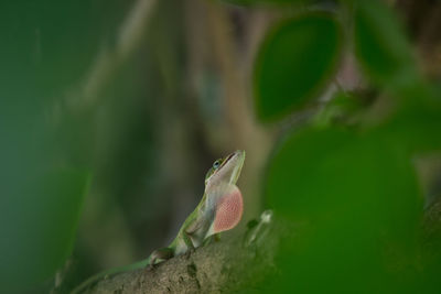 Anole lizard on tree