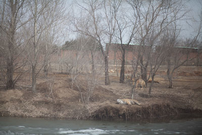 Bare trees in water