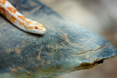 Close-up of snake on rock