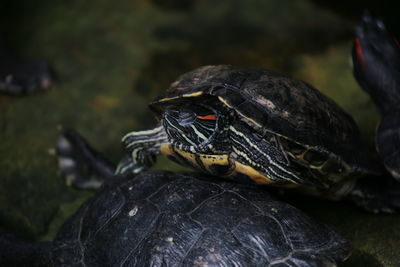 Close-up of a turtle