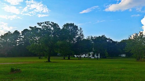 Trees on grassy field